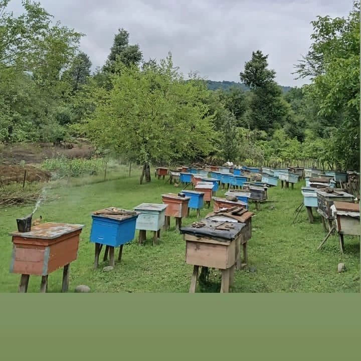 Bal şanları